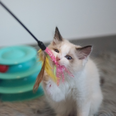 Cat play - Photo by David Yu