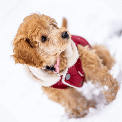 Dog Snow - Photo by Skyler Ewing