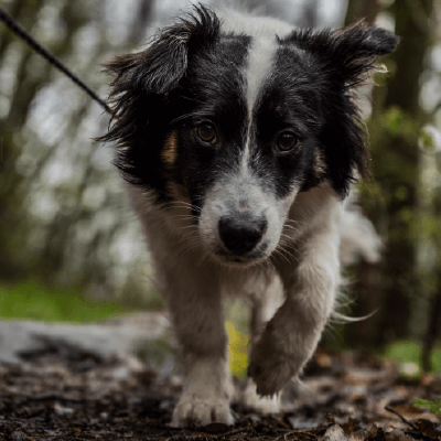 Dog Walking - Photo by Connor Kelley