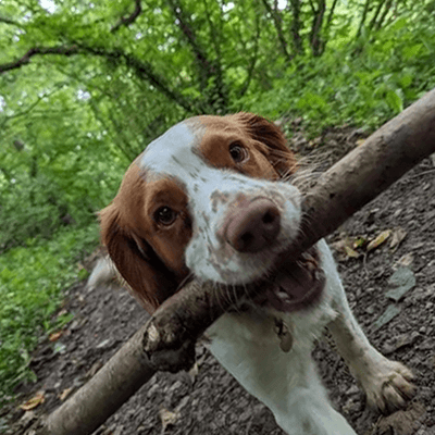 Dog with Stick in Mouth