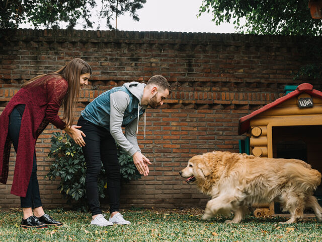 The Benefits of Hiring Dog Sitters Over Kennels